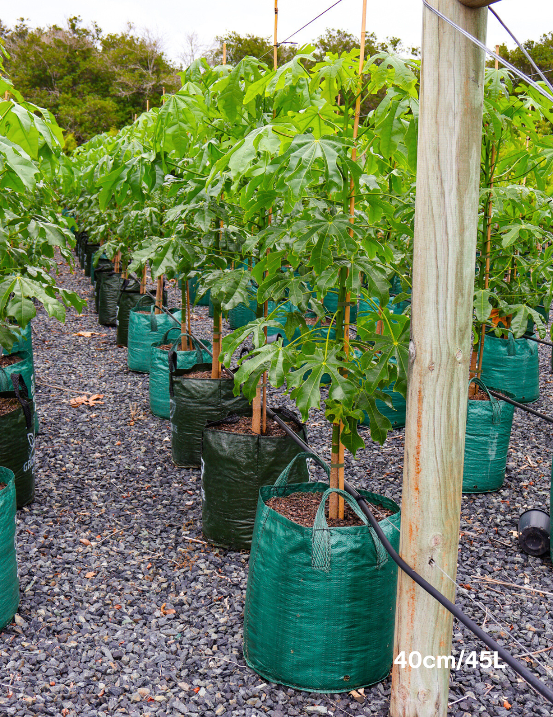 Brachychiton acerifolius - Evergreen Trees Direct