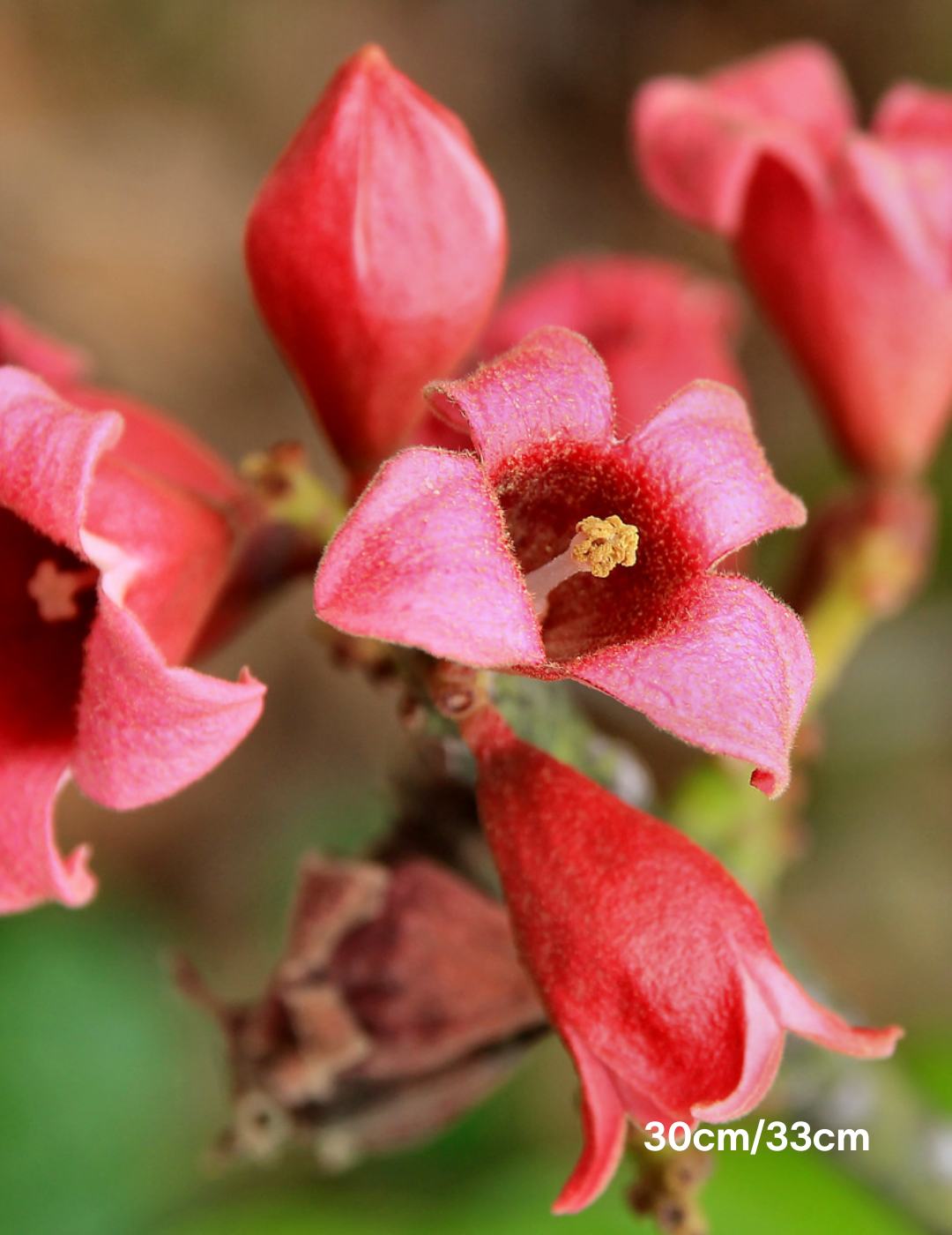 Brachychiton populneus x discolor 'Griffiths Pink' - Evergreen Trees Direct