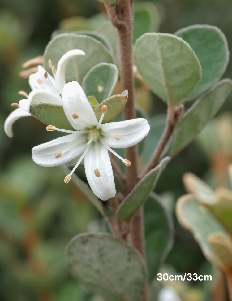 Correa Alba