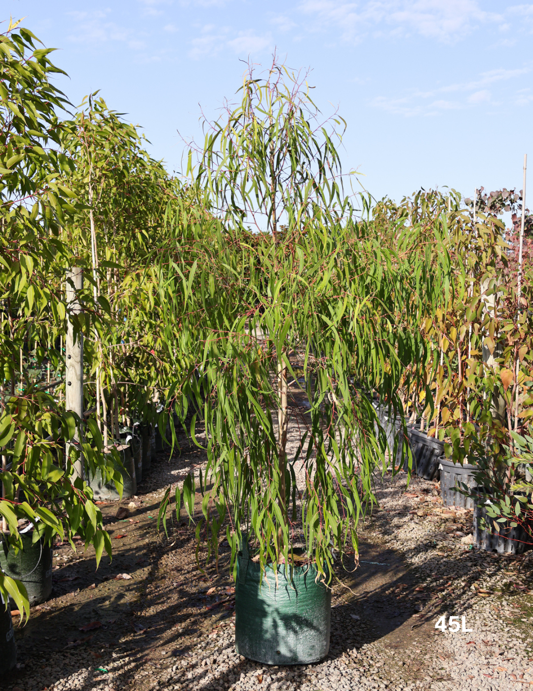 Corymbia citriodora 'Scentuous' - Evergreen Trees Direct