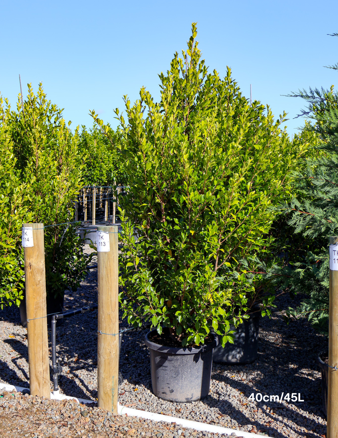 Ficus Hillii Flash - Evergreen Trees Direct