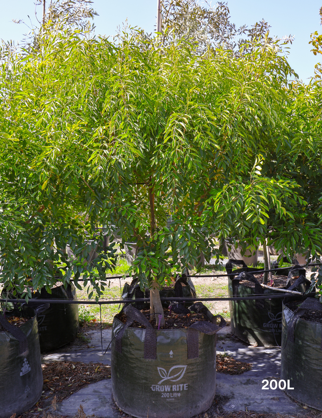 Fraxinus griffithii - Evergreen Trees Direct