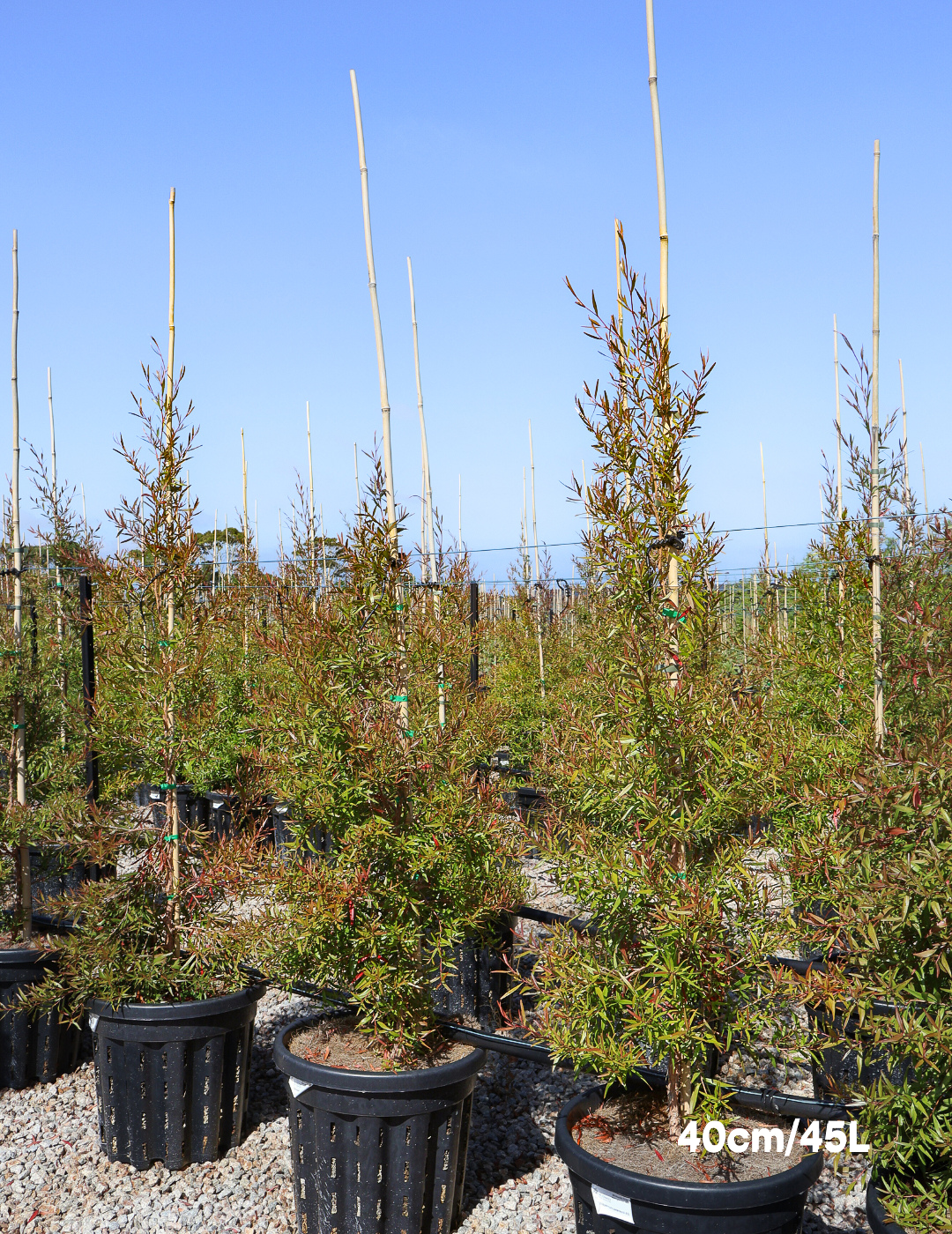 Leptospermum petersonii - Evergreen Trees Direct