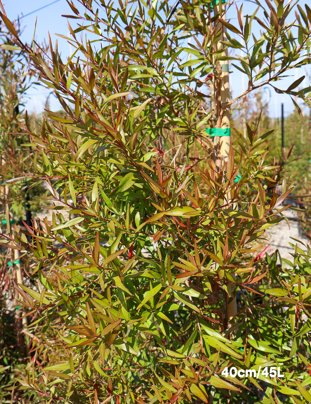 Leptospermum petersonii - Evergreen Trees Direct