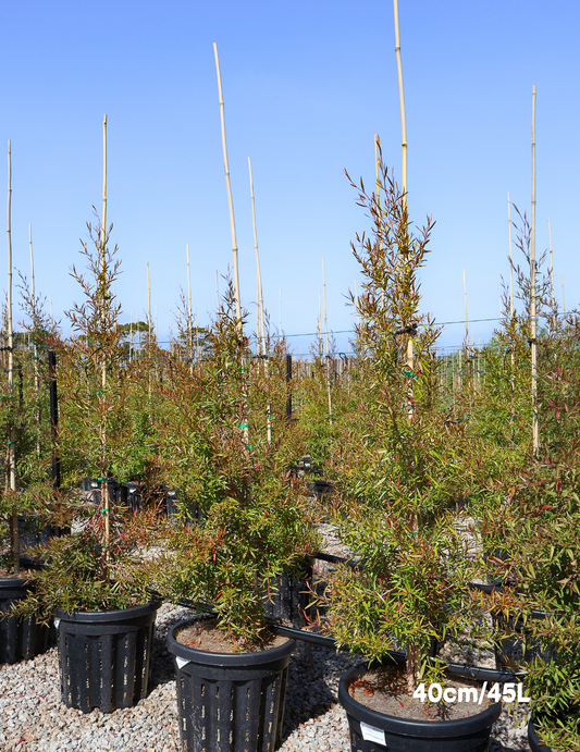 Leptospermum petersonii