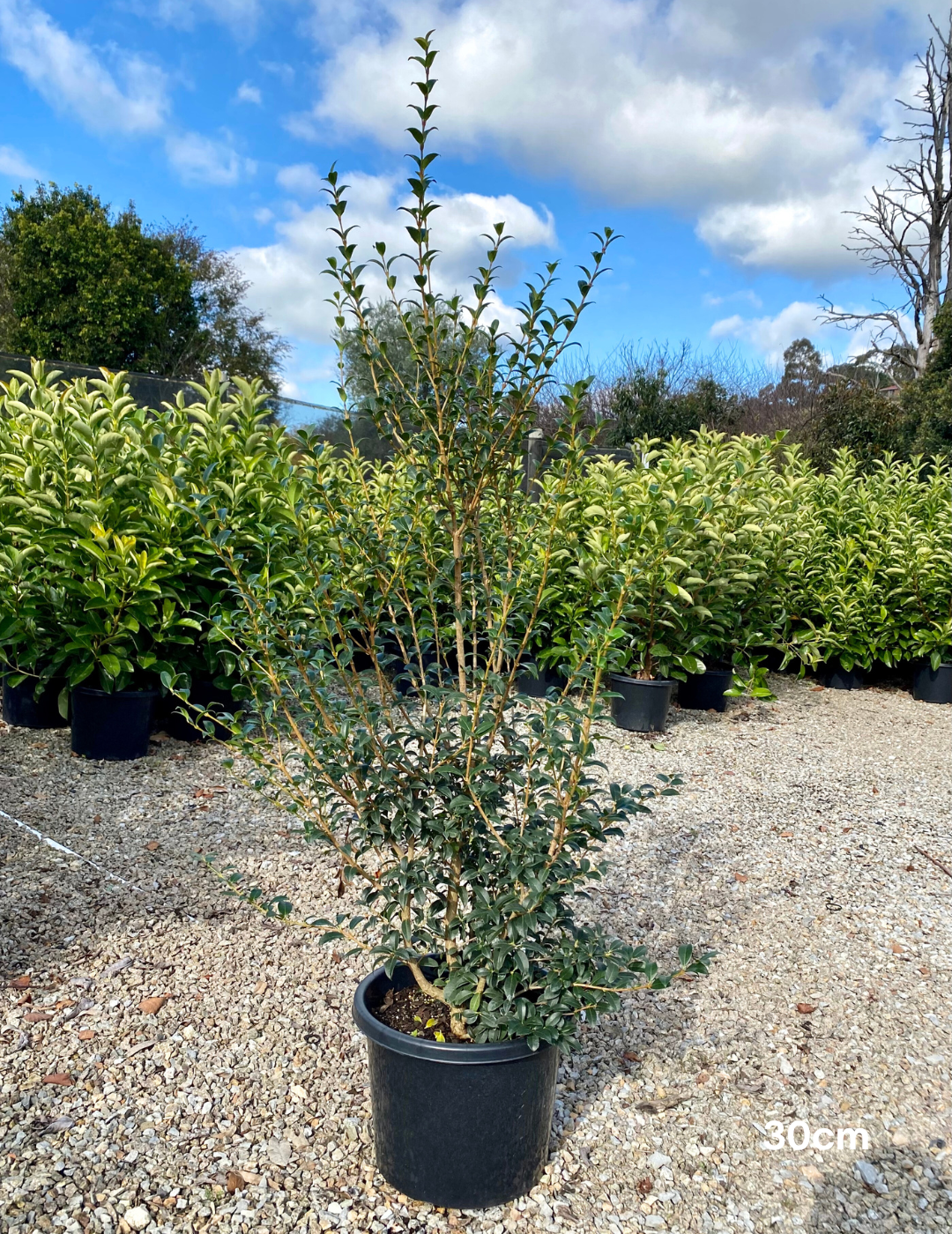 Osmanthus x burkwoodii