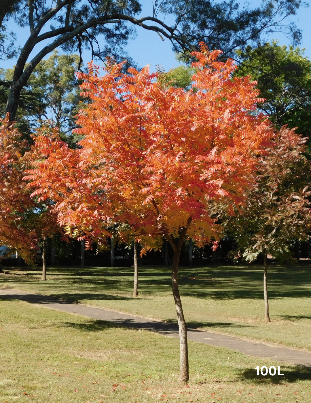 Pistacia chinensis