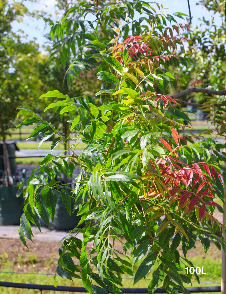 Pistacia chinensis