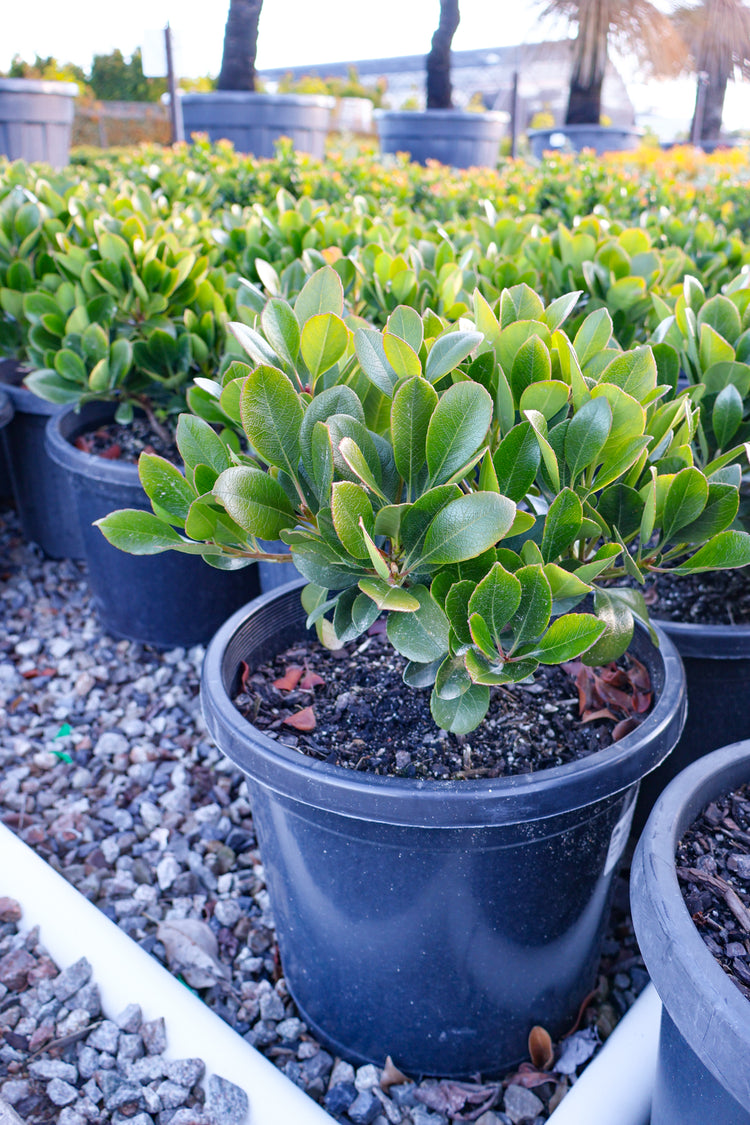 Rhaphiolepis indica 'Oriental Pearl'