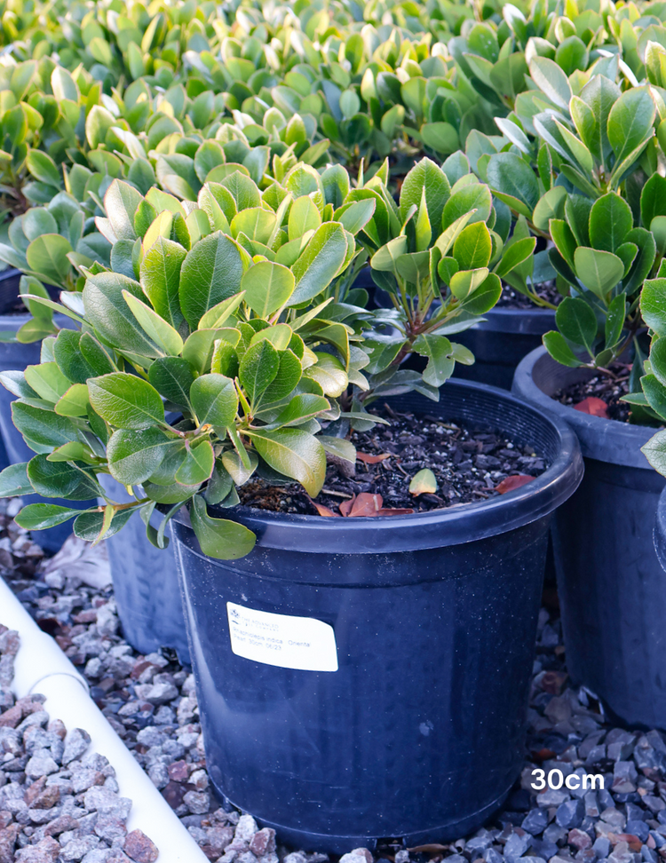 Rhaphiolepis indica 'Oriental Pearl'