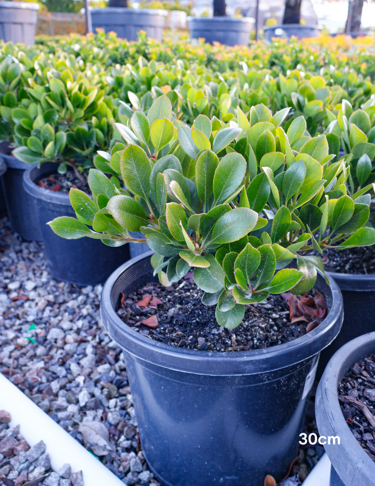 Rhaphiolepis indica 'Oriental Pearl'