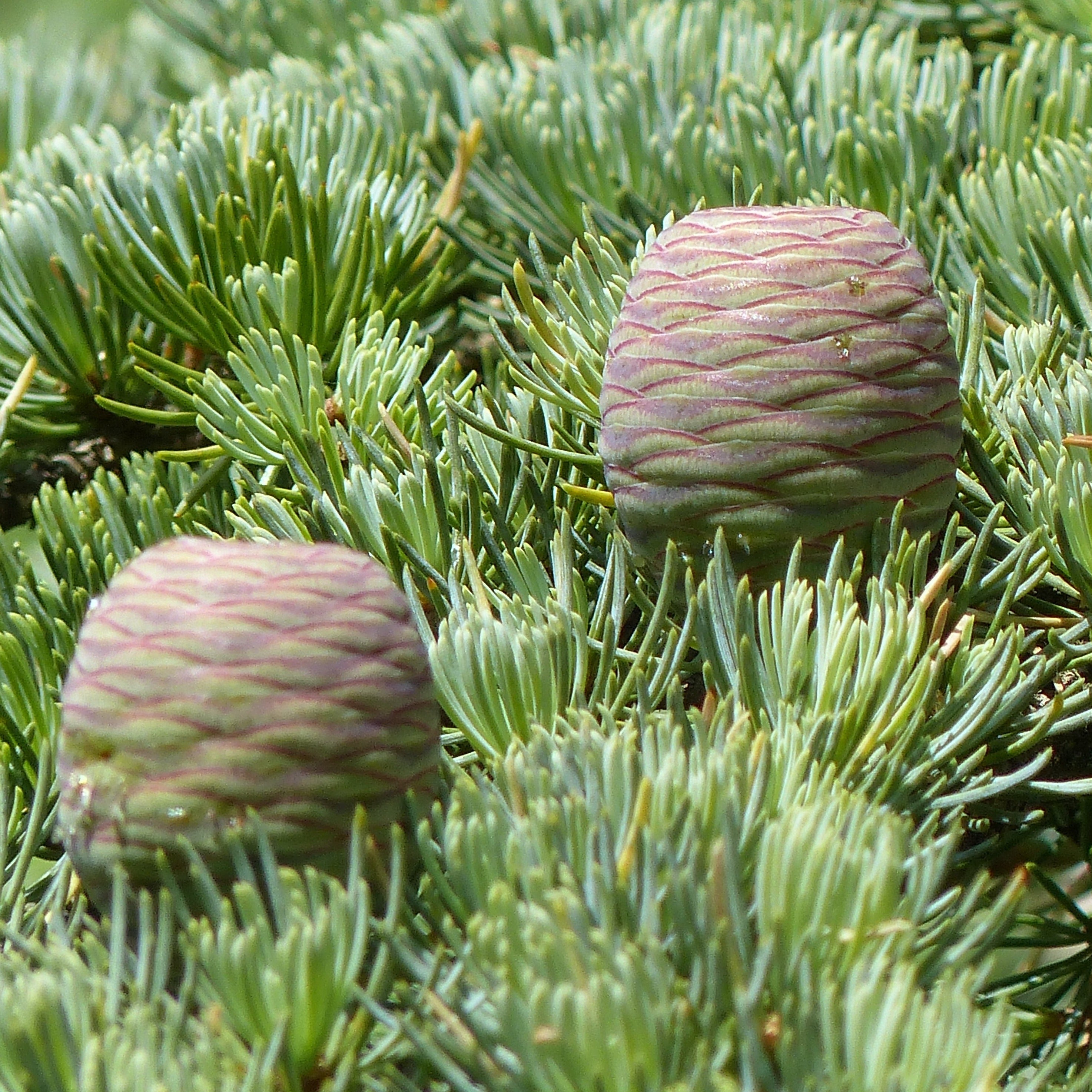 Cedrus atlantica - Evergreen Trees Direct