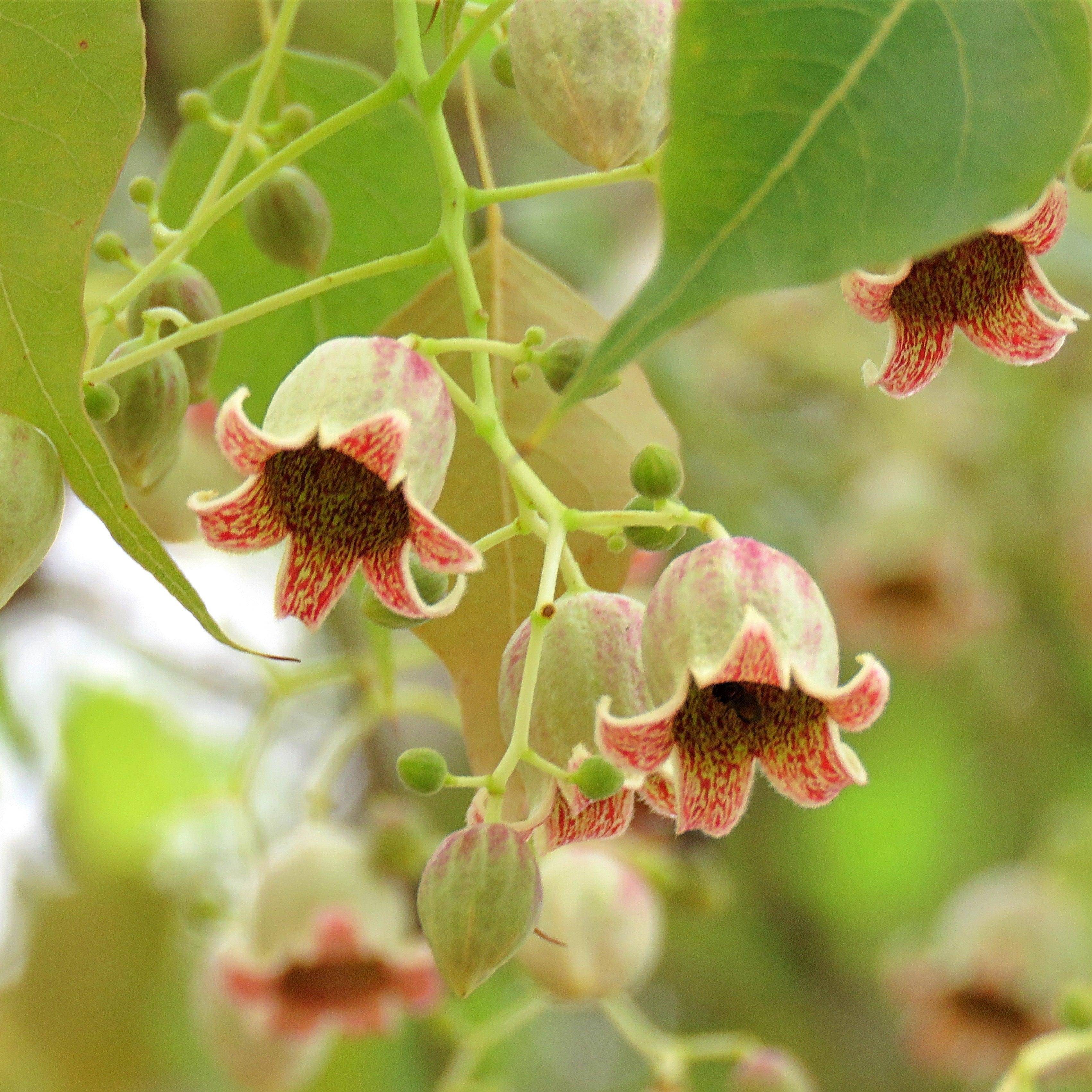 Brachychiton populneus - Bottle Tree Evergreen Trees Direct