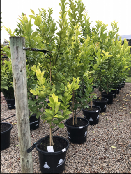 Citrus - Lemon Lisbon 40cm Evergreen Trees Direct