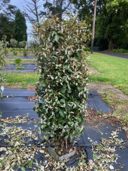 Elaeagnus ebbingei Hedge 50L Evergreen Trees Direct