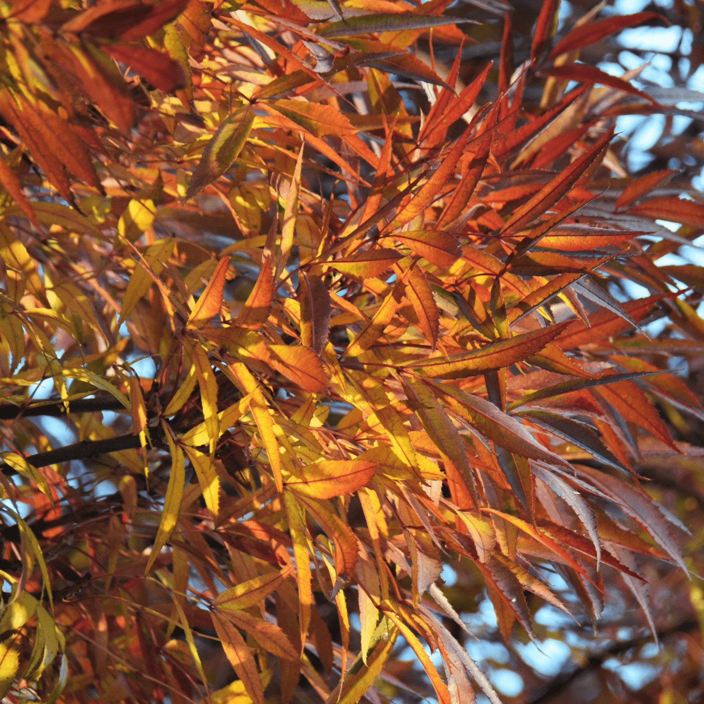 Fraxinus oxycarpa 'Raywoodii' 100L Evergreen Trees Direct