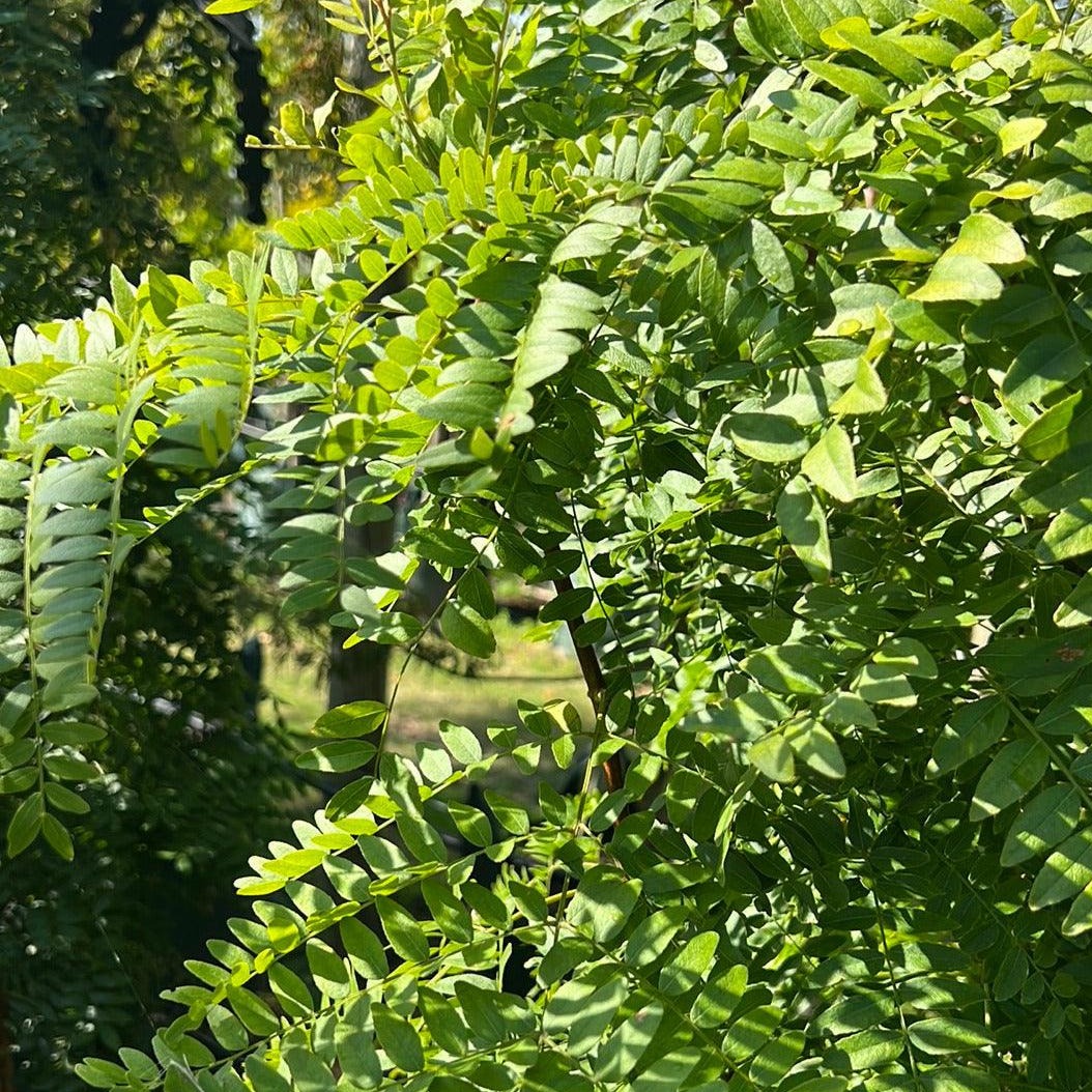 Gleditsia triacanthos 'Elegantissima' 100L - Evergreen Trees Direct