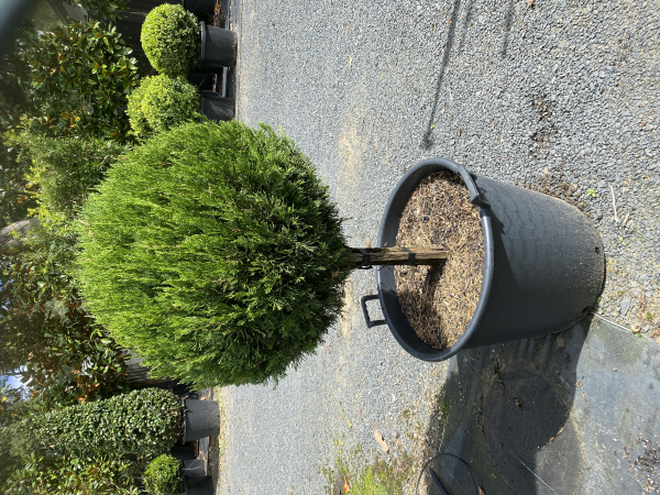 Juniperus virginiana Spartan Standards 90L Evergreen Trees Direct