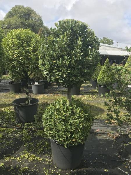 Laurus nobilis Bay Leaf Double Balls 110L Evergreen Trees Direct