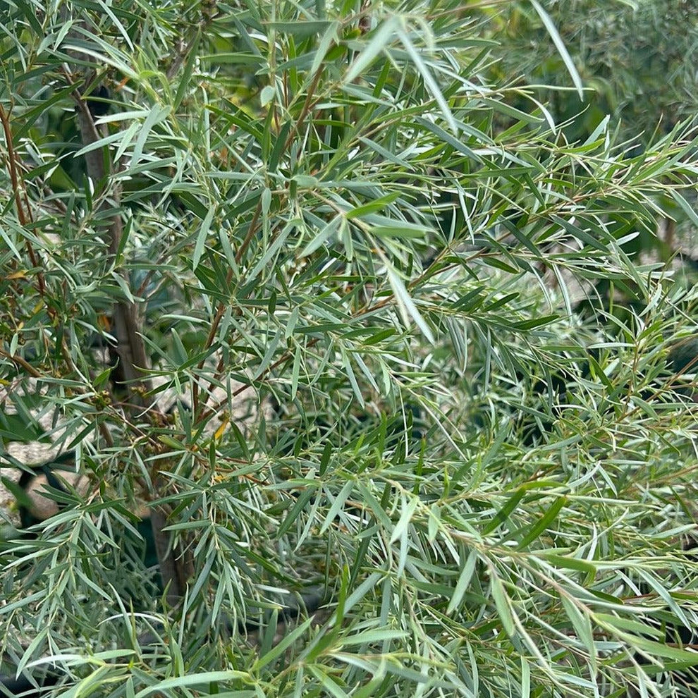 Leptospermum brachyandrum 'Jack Frost' - Evergreen Trees Direct