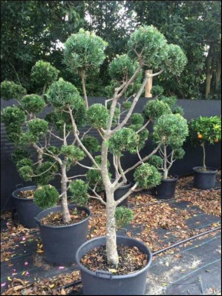 Podocarpus falcatus Clouds 90L Evergreen Trees Direct