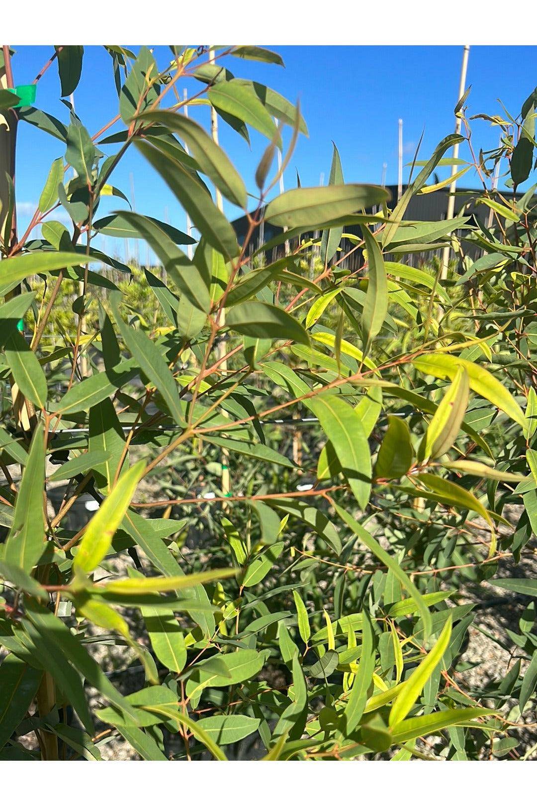 Rough-barked apple - Angophora floribunda 35AP Evergreen Trees Direct