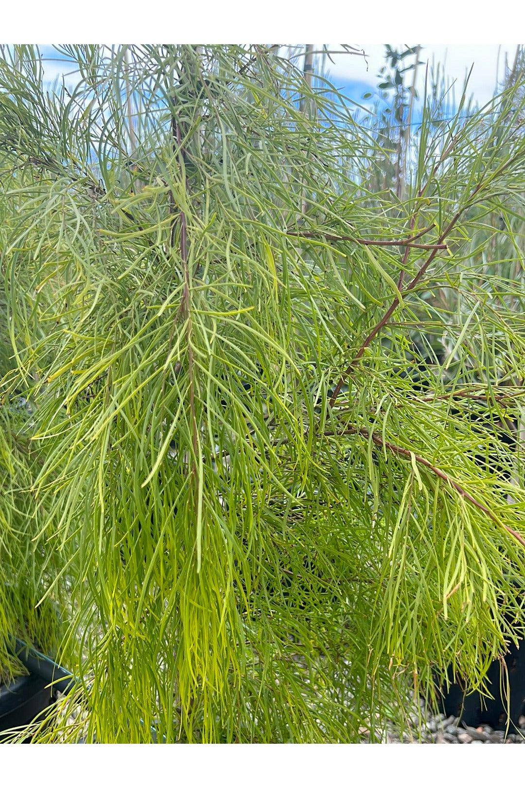 Acacia cognata 'Lime Magik'